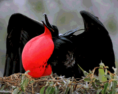 Frigate bird